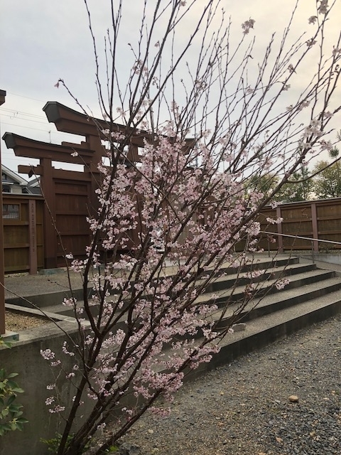 f:id:shibasaijyo:20190320172750j:plain