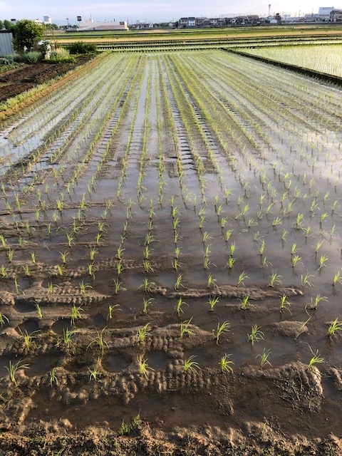 f:id:shibasaijyo:20190609054912j:plain