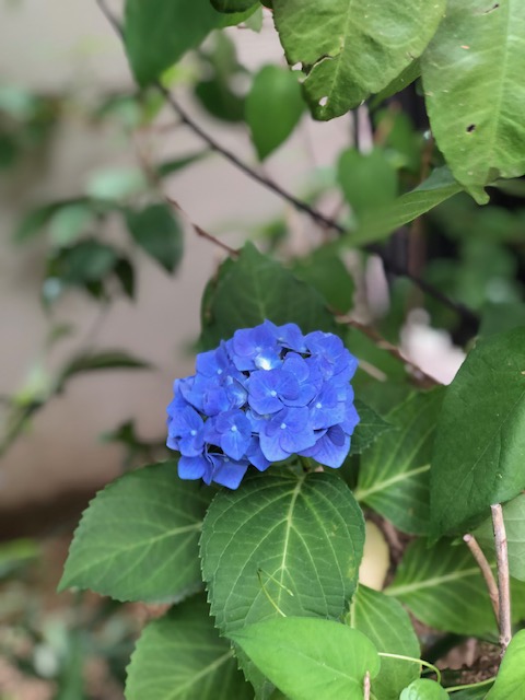 f:id:shibasaijyo:20190615112509j:plain