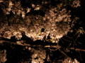 生田川の夜桜