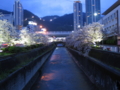 生田川の夜桜