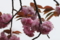 内馬場の八重桜