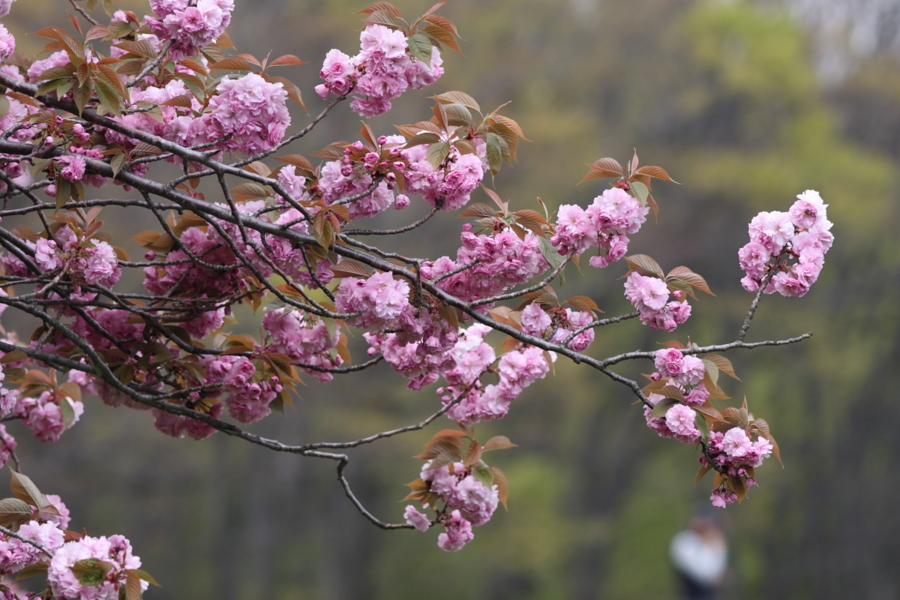 内馬場の八重桜