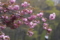 内馬場の八重桜