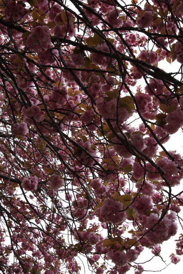 内馬場の八重桜