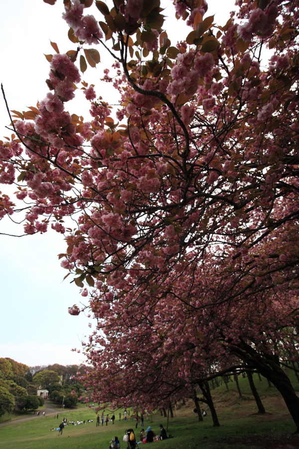 内馬場の八重桜