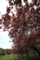内馬場の八重桜