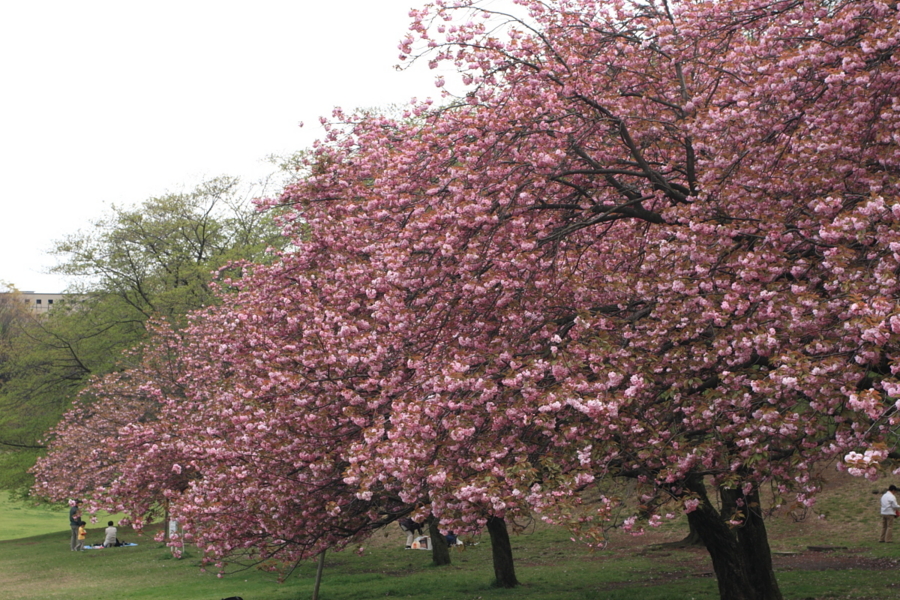 内馬場の八重桜