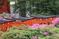 根津神社ツツジ祭 根津神社ツツジ祭