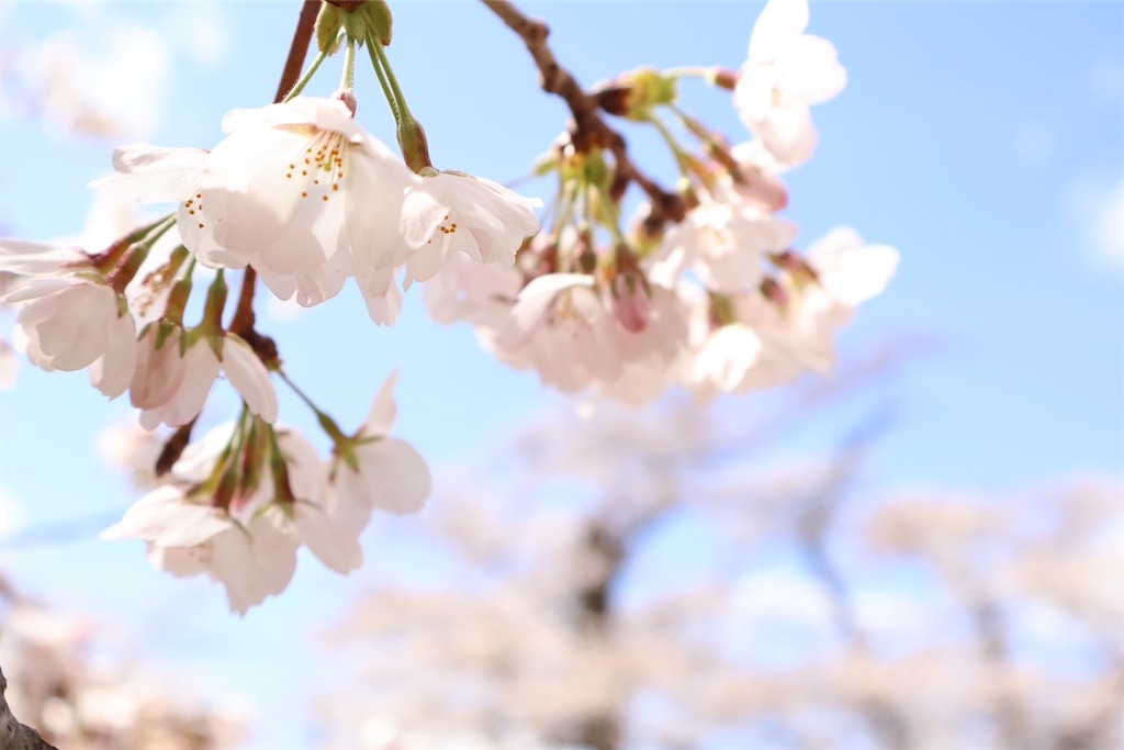 f:id:shibatawadoukai:20250409131815j:image
