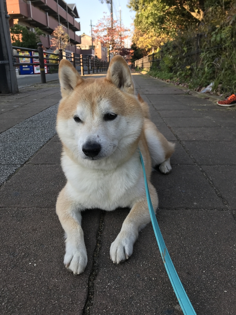 ノーリードにしないことで愛犬を守る 柴犬六太との日々