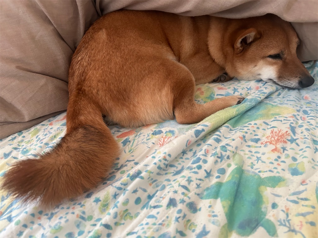 f:id:shibazo2022:20241101085826j:image f:id:shibazo2022:20241101085826j:image