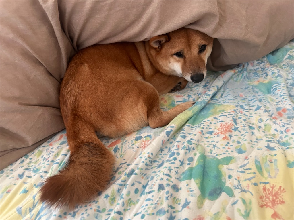 f:id:shibazo2022:20241101085842j:image f:id:shibazo2022:20241101085842j:image