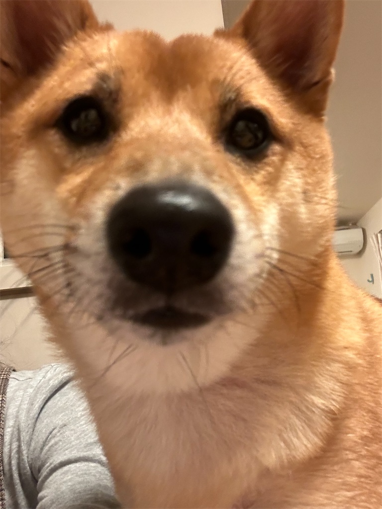 f:id:shibazo2022:20241213210208j:image f:id:shibazo2022:20241213210208j:image