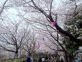 [東京都][北区]花見客にあふれかえる飛鳥山公園