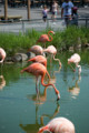 [埼玉県][宮代町]東武動物公園 フラミンゴ