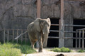 [埼玉県][宮代町]東武動物公園 アフリカゾウ