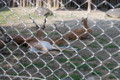 [埼玉県][宮代町]東武動物公園 ブラックバック