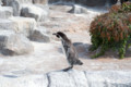 [埼玉県][宮代町]東武動物公園 フンボルトペンギン