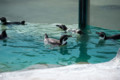 [埼玉県][宮代町]東武動物公園 フンボルトペンギン