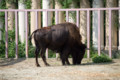 [埼玉県][宮代町]東武動物公園 アメリカバイソン