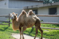 [埼玉県][宮代町]東武動物公園 フタコブラクダ