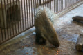 [埼玉県][宮代町]東武動物公園 アフリカタテガミヤマアラシ