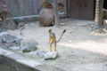 [埼玉県][宮代町]東武動物公園 コモンリスザル