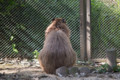 [埼玉県][宮代町]東武動物公園 背中で語るカピバラ