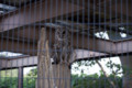 [埼玉県][宮代町]東武動物公園 ホンドフクロウ