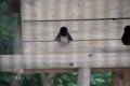 [埼玉県][宮代町]東武動物公園 ホンドリス爆睡中