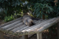 [埼玉県][宮代町]東武動物公園 タヌキ寝入り…？