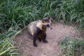 [埼玉県][宮代町]東武動物公園 ホンドタヌキ