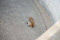 [埼玉県][宮代町]東武動物公園 ニホンザル