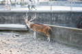 [埼玉県][宮代町]東武動物公園 アクシスジカ