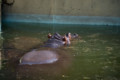 [埼玉県][宮代町]東武動物公園 カバ、水中から動かず…