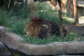 [埼玉県][宮代町]東武動物公園 夏バテライオン