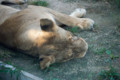 [埼玉県][宮代町]東武動物公園 夏バテライオン