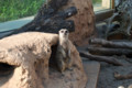 [埼玉県][宮代町]東武動物公園 ミーアキャット