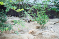 [埼玉県][宮代町]東武動物公園 穴を掘るミーアキャット