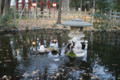 [埼玉県][さいたま市浦和区]調神社の神池にいるうさぎ…