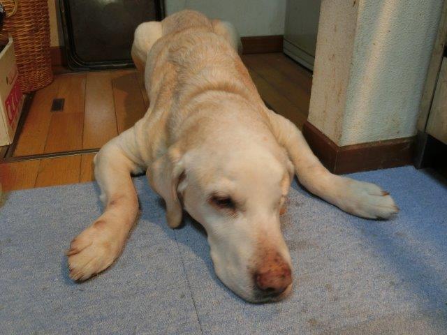イメージ 5