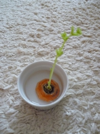 f:id:shichan3:20120827155019j:image