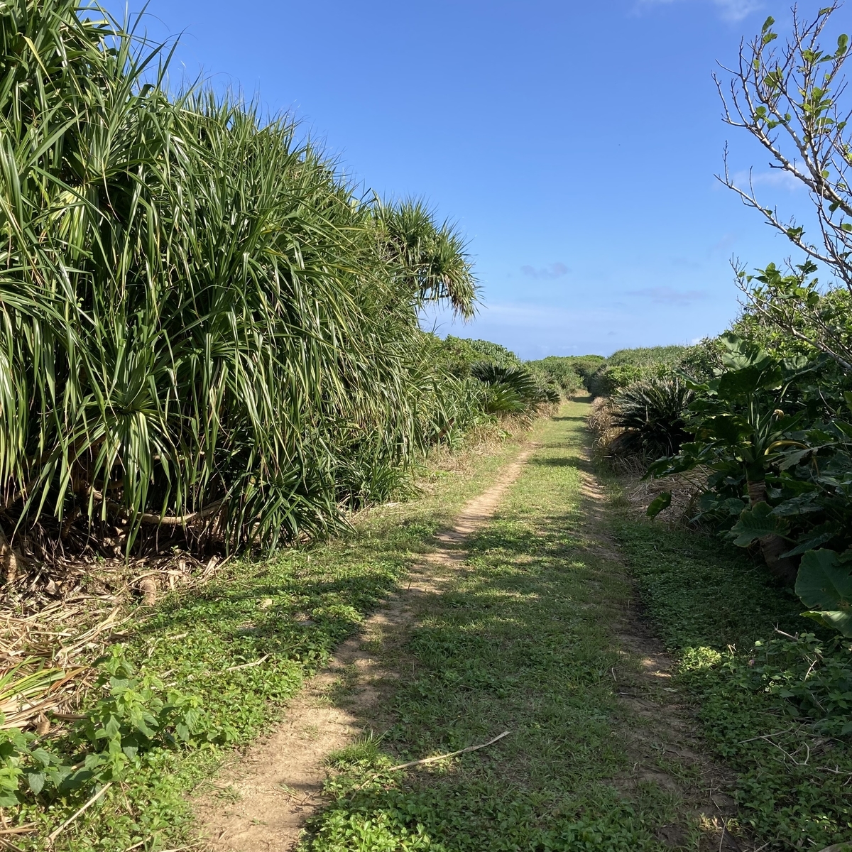 鳩間島03