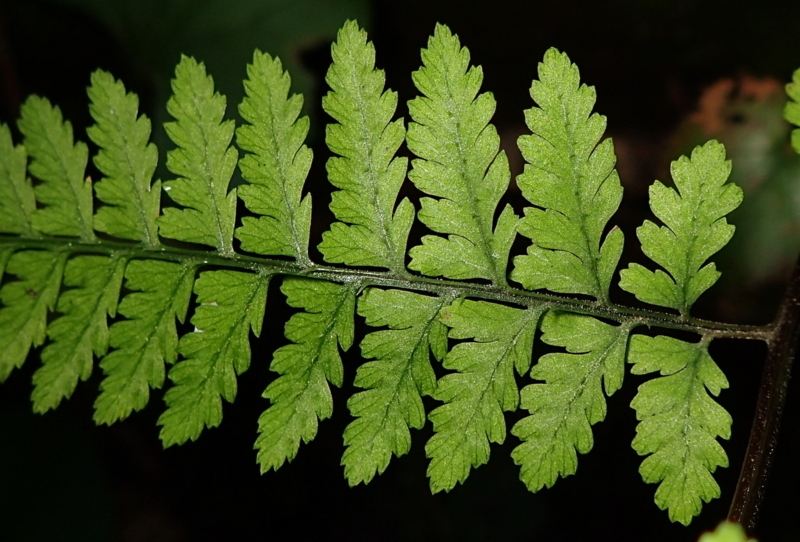 ホソバイヌワラビ しださがし