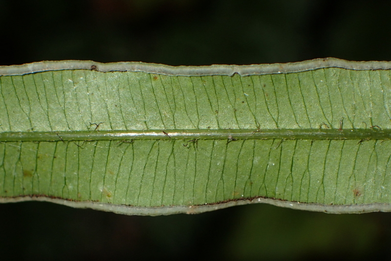 イツキイノモトソウ - しださがし
