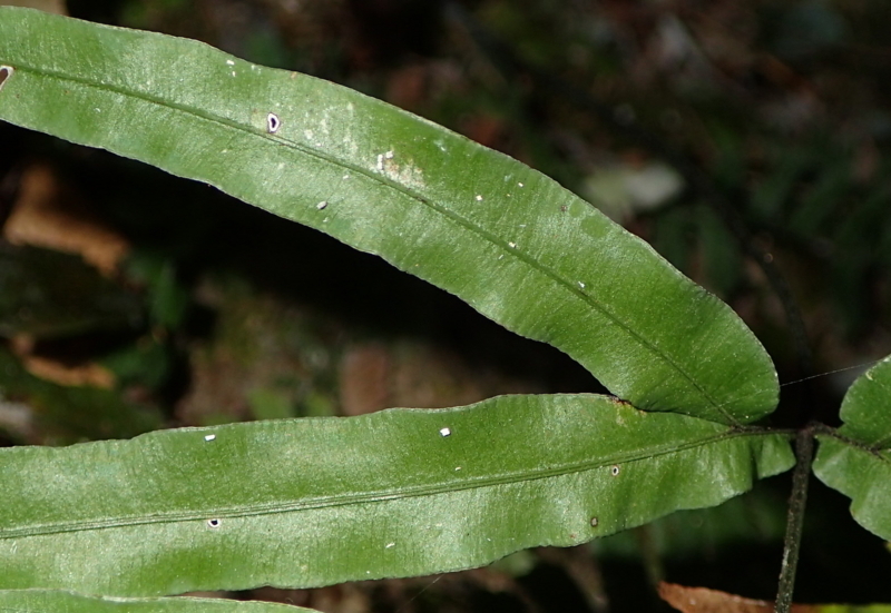 イツキイノモトソウ - しださがし
