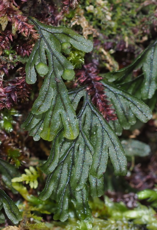 コケシノブ - しださがし