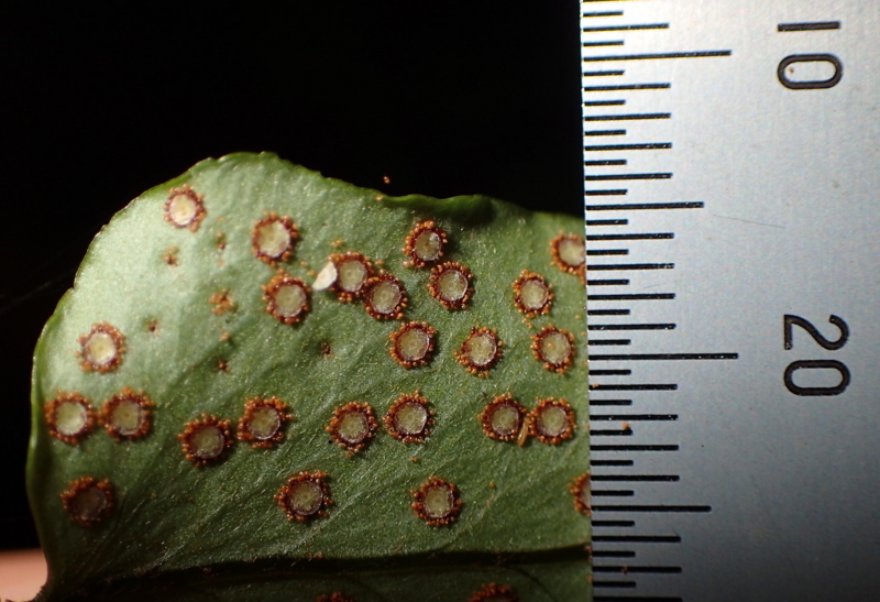 f:id:shidasagashi:20180628224923j:plain