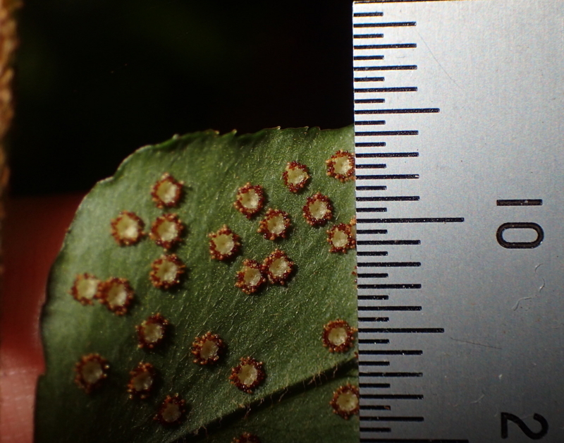 f:id:shidasagashi:20180628224928j:plain